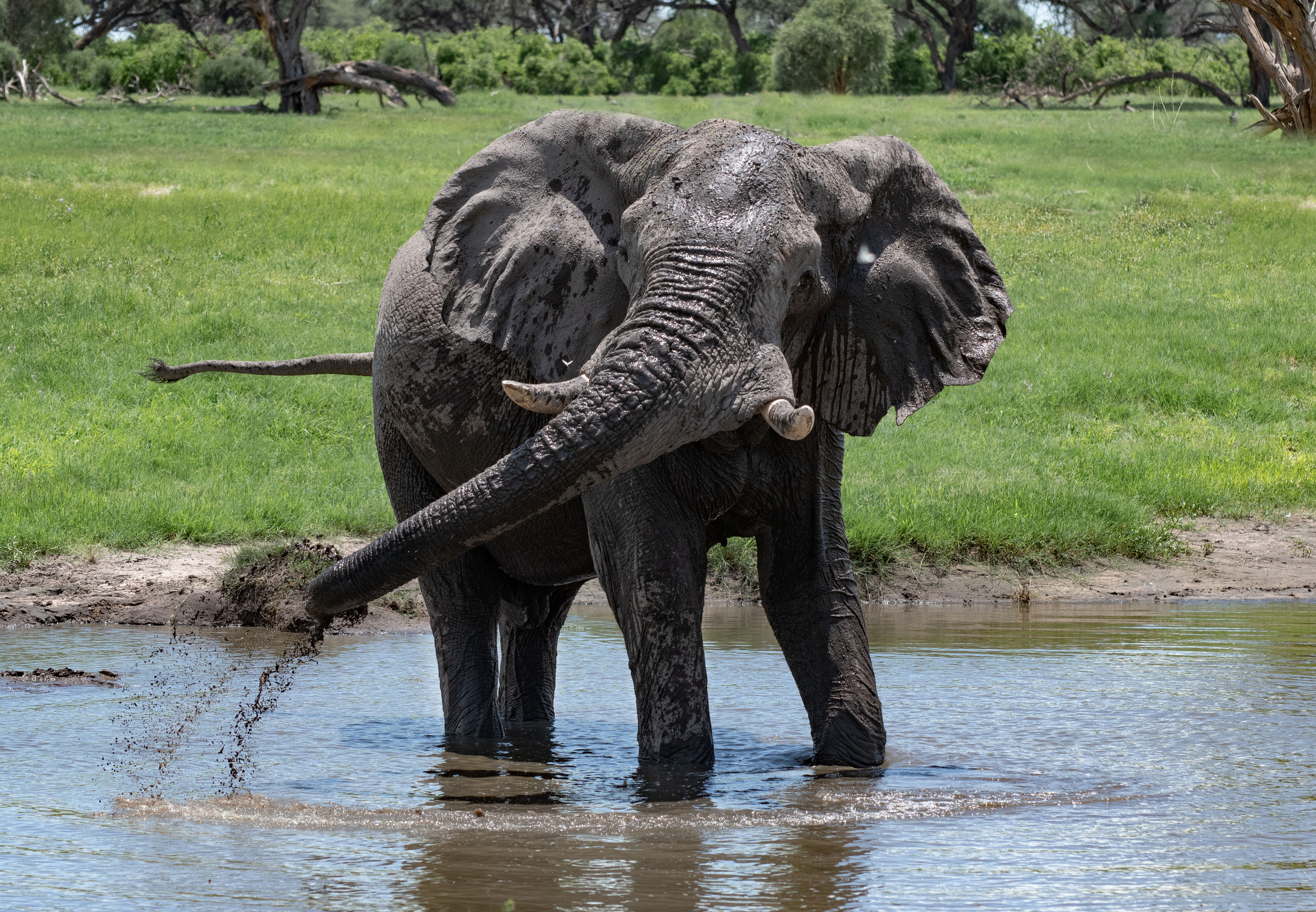 Game drives (twice daily)