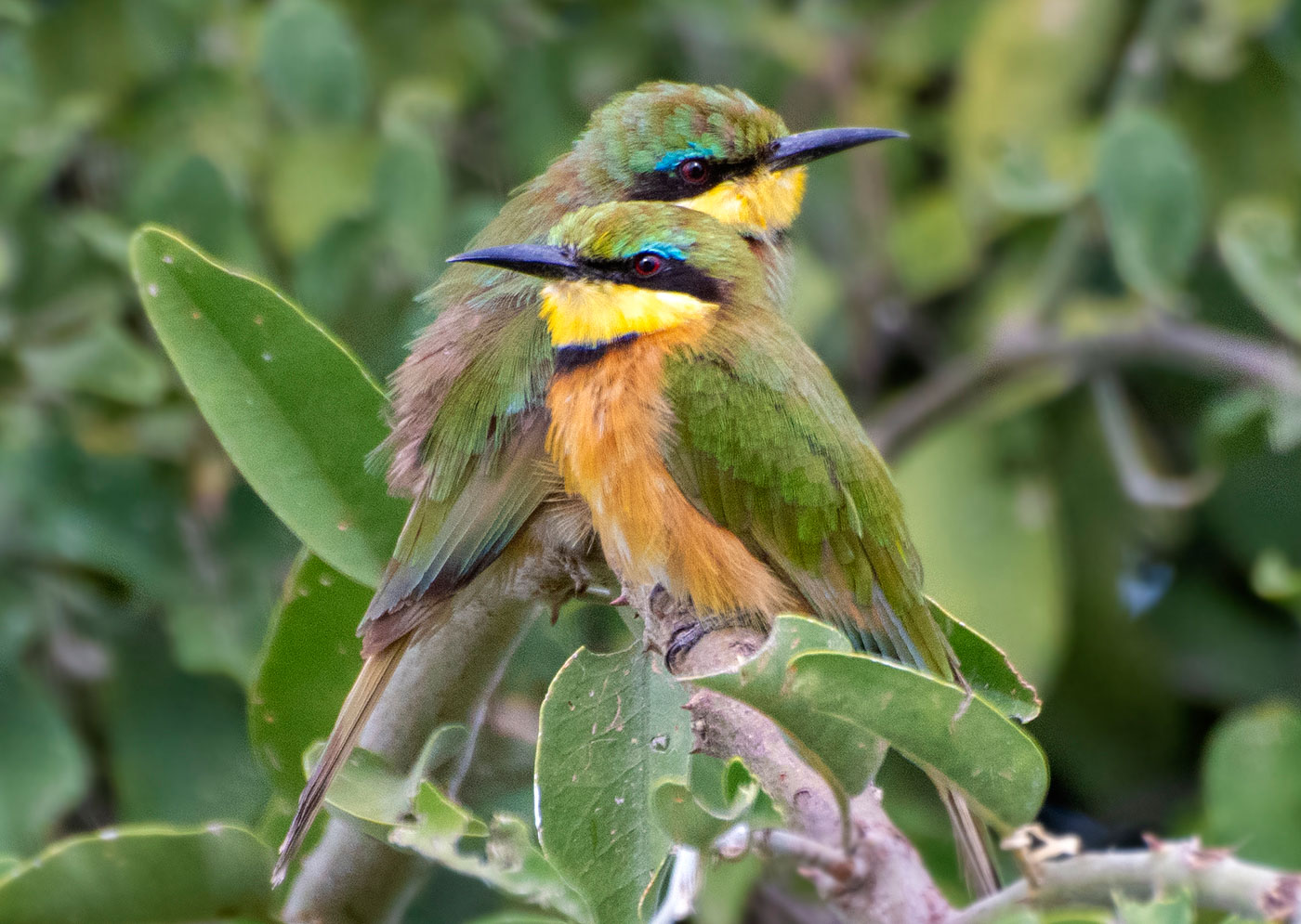 Birdlife