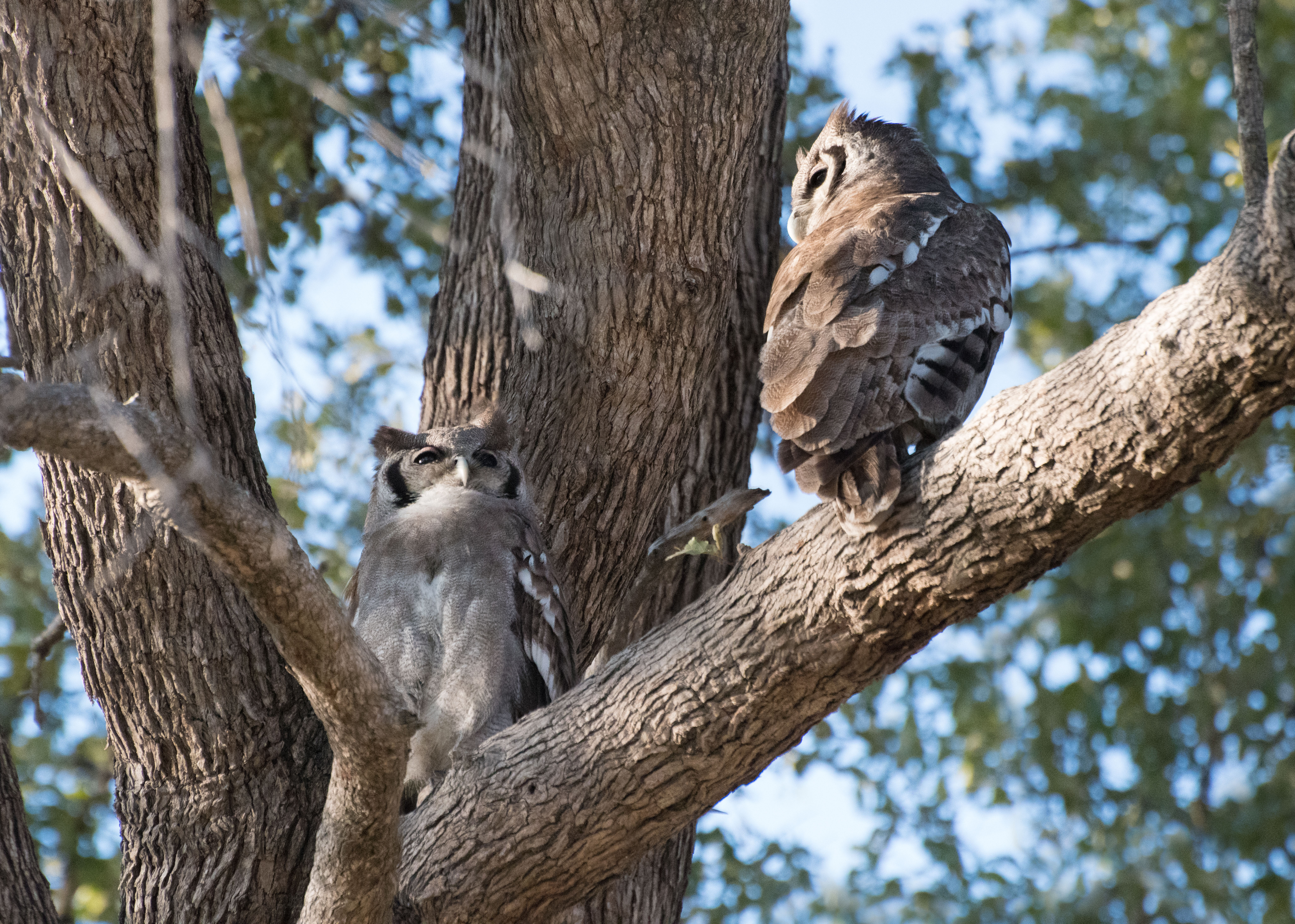 Game Viewing