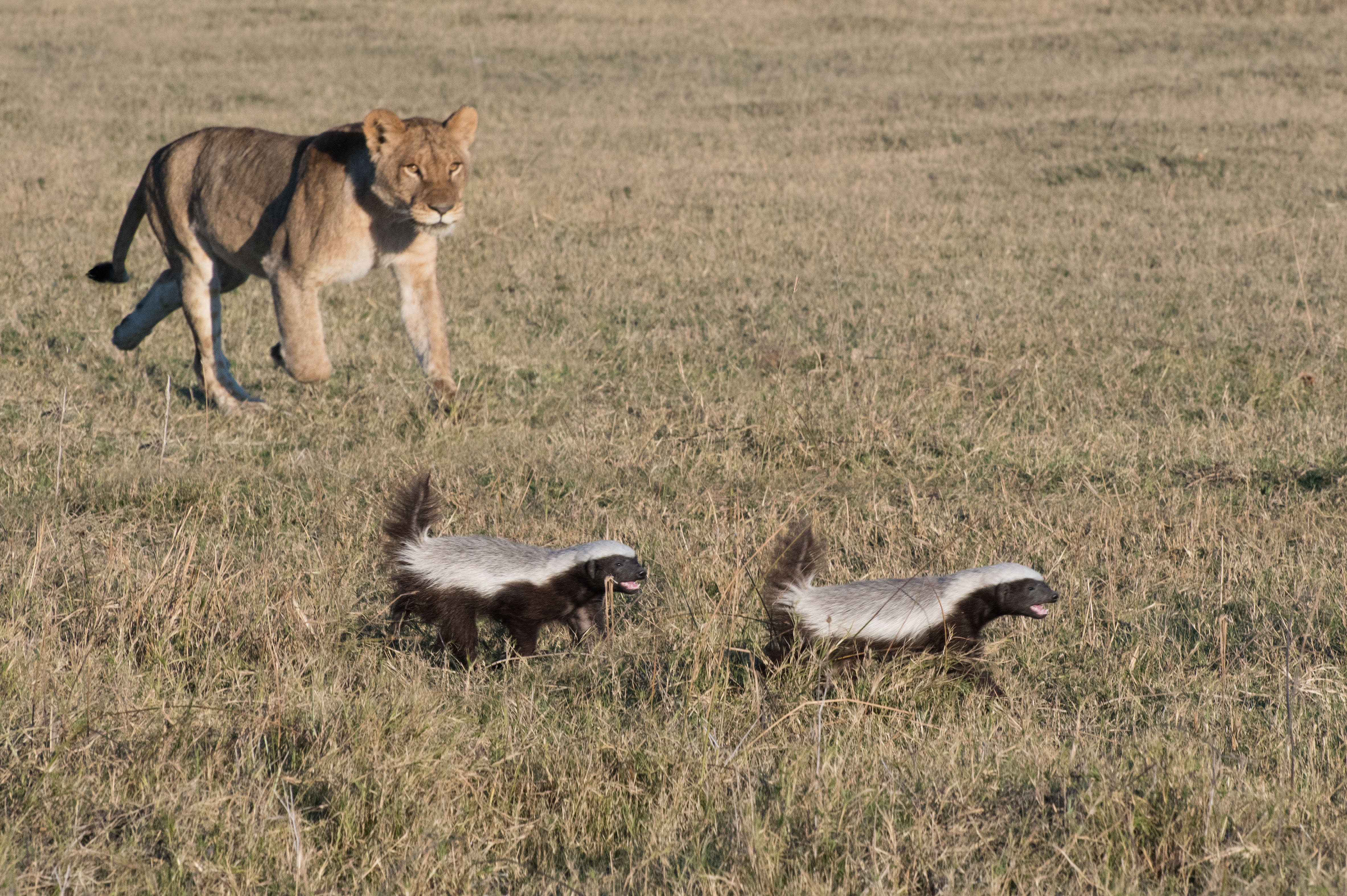 Wildlife