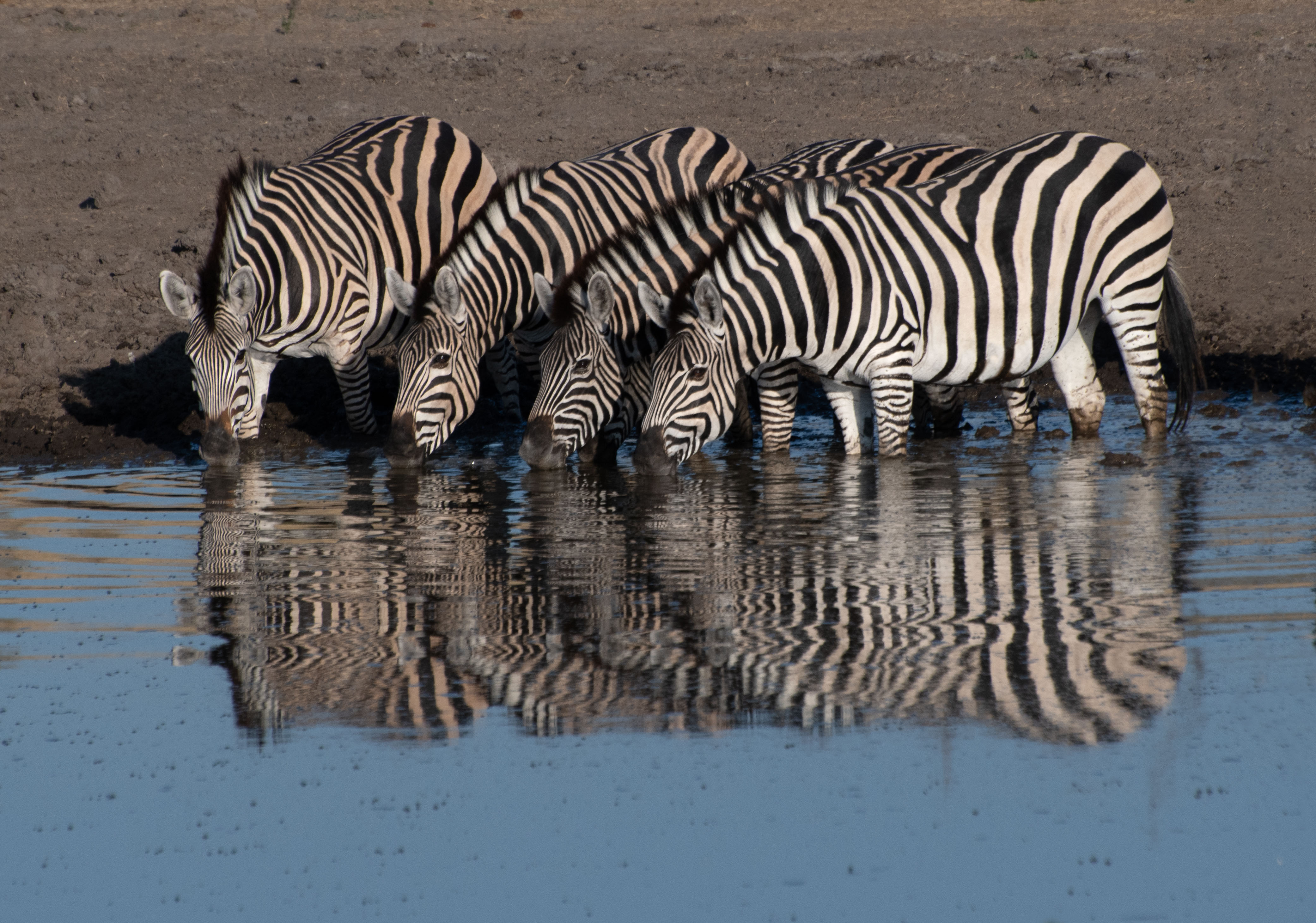 Sustainable Safari Solutions