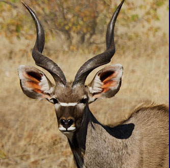 Kudu in the Okavango Delta
