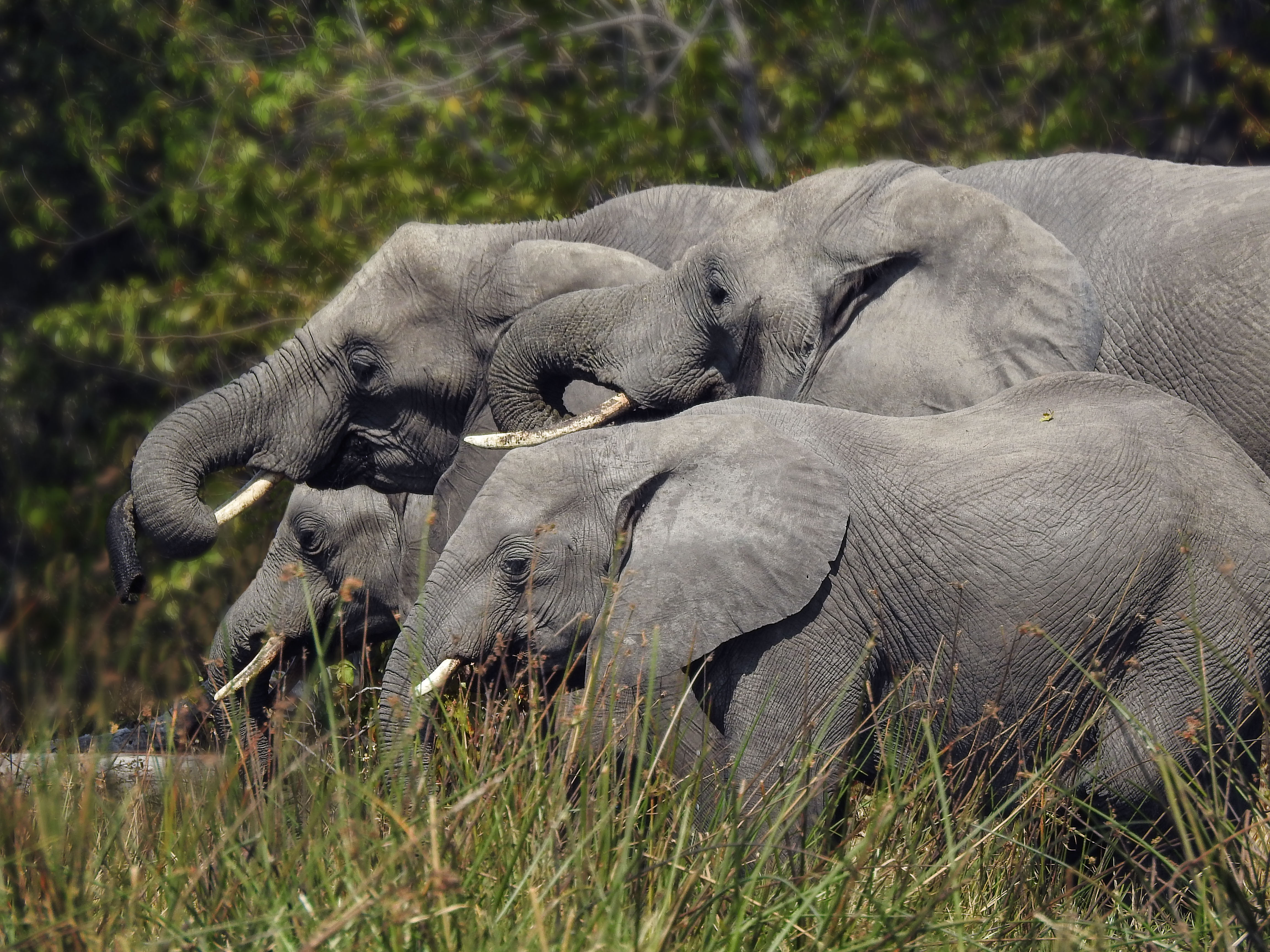 Born of the Okavango