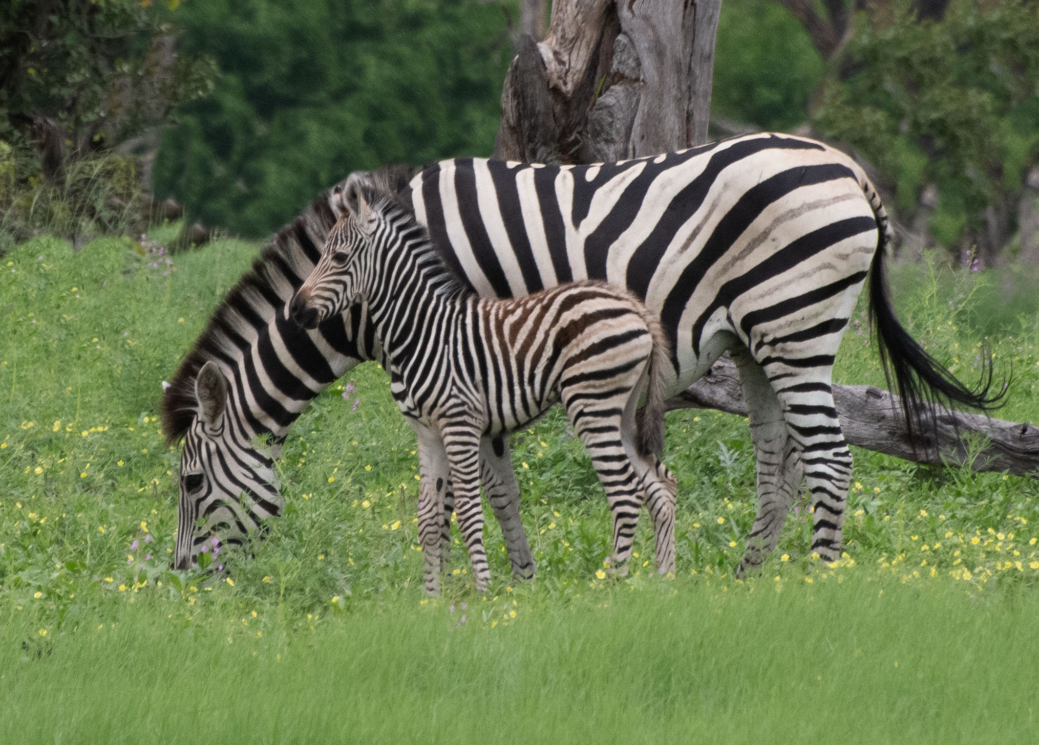 Young zebra on safari in Botswana